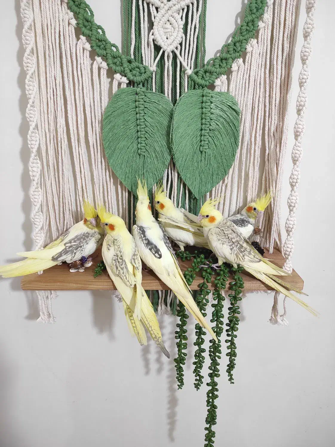 جوجه عروس رام و دستی|پرنده|لاهیجان, جمهوری|دیوار