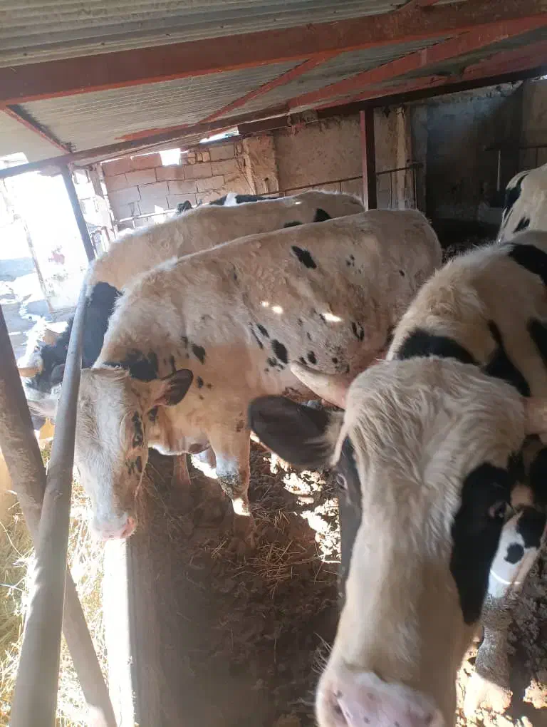 گوساله نر|حیوانات مزرعه|نظرآباد, شهرک سید جمال الدین|دیوار