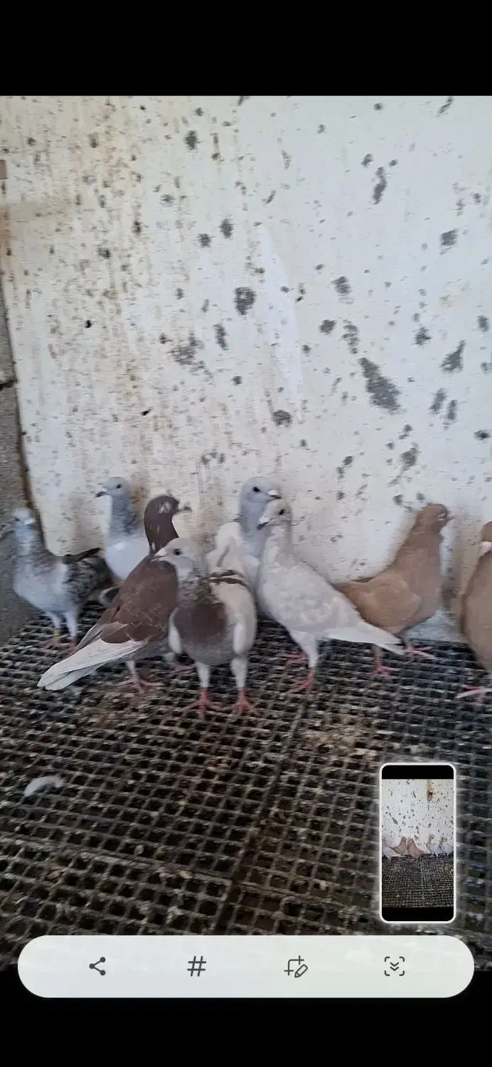 کبوتر|پرنده|وحدتیه, |دیوار