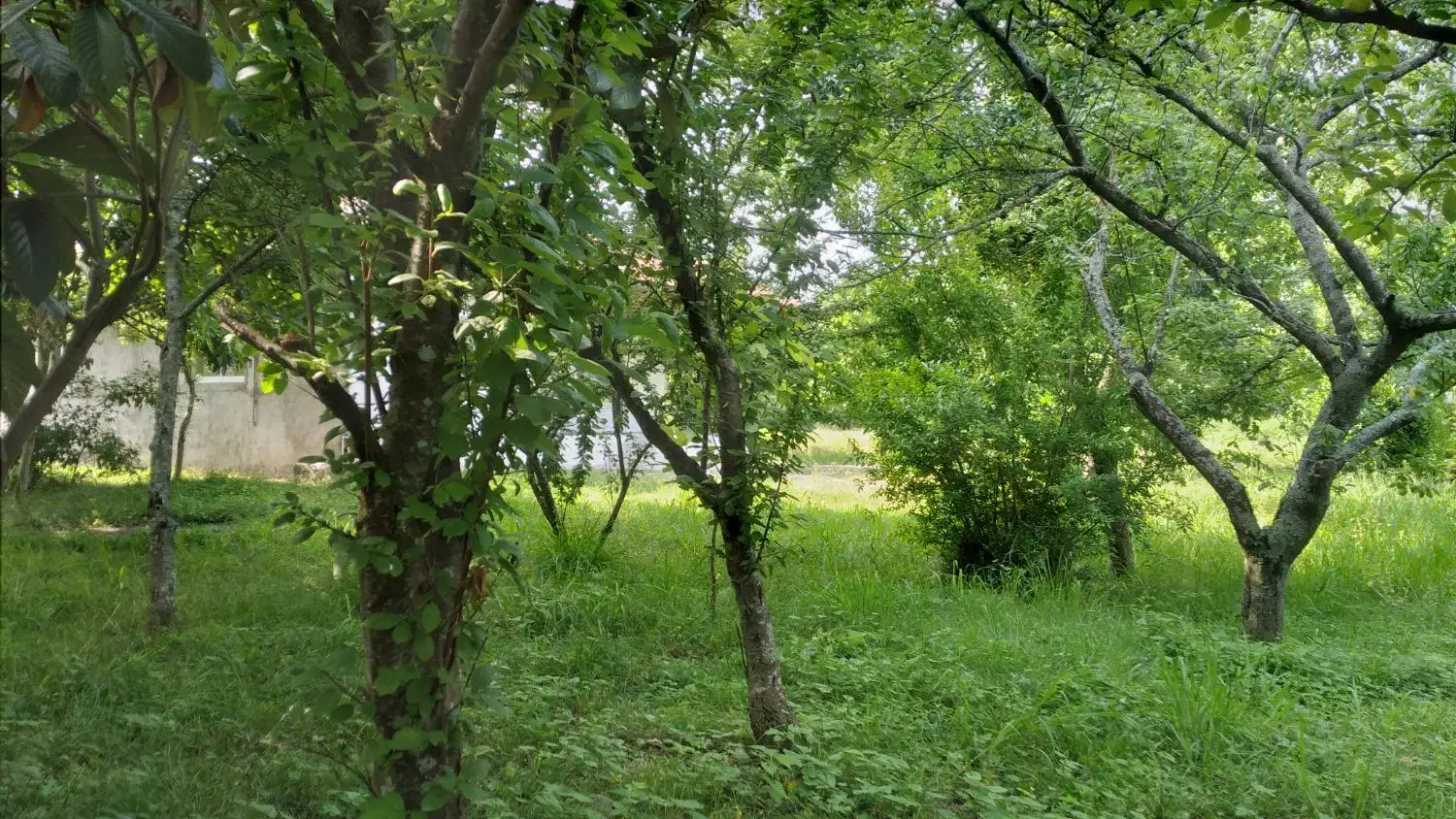 زمین مسکونی ۲۴۰متری سنگرسراوان روستای دهبنه|فروش زمین و ملک کلنگی|سنگر, |دیوار