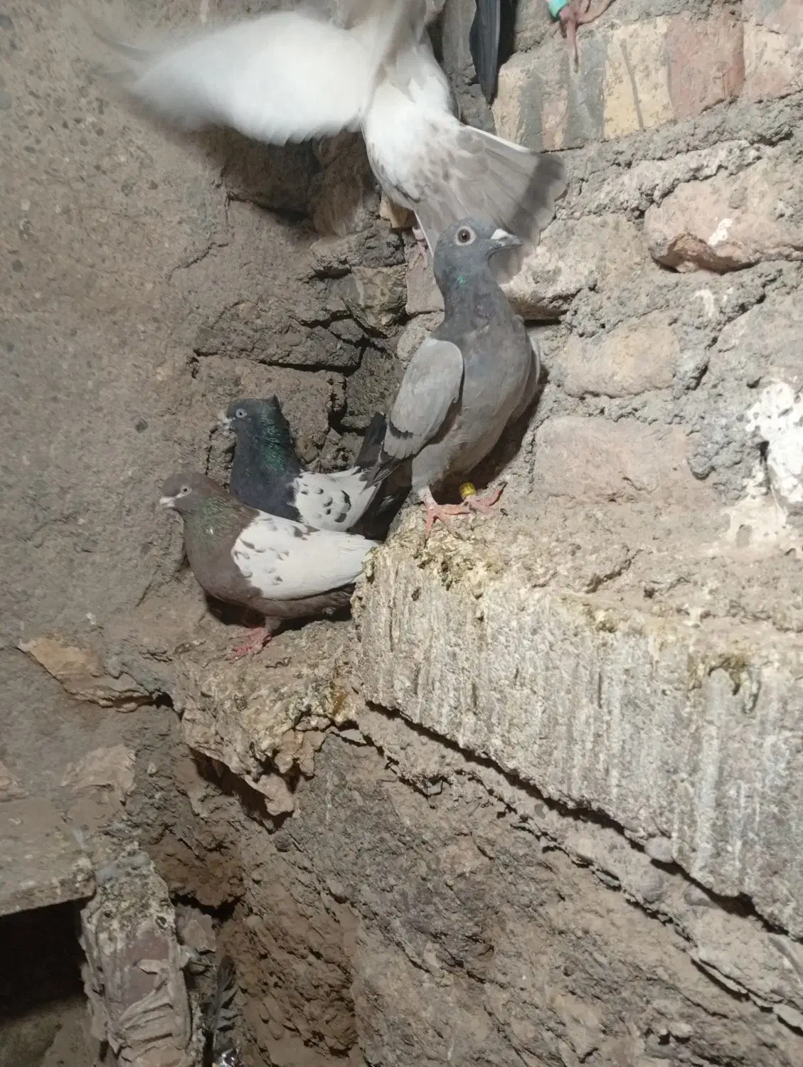 مجسمه کبوتر|مجسمه، تندیس، ماکت|زابل, |دیوار