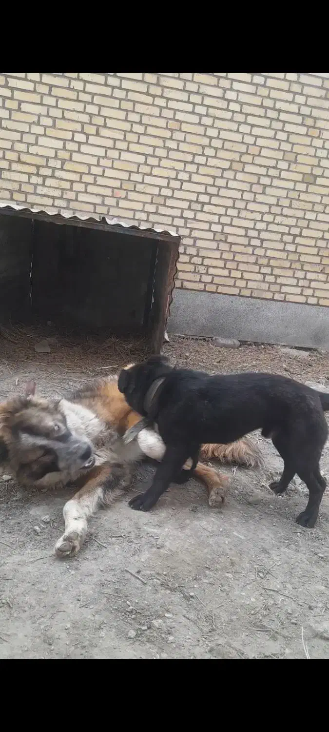 پاکوتاه فروشی|سگ|چناران, |دیوار