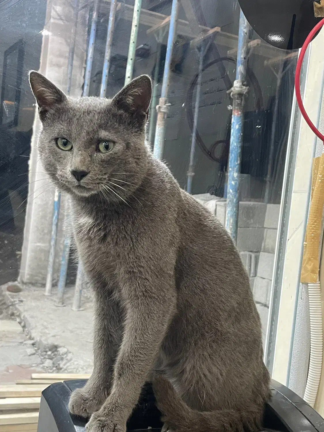 گربه پیدا شده|حیوانات|بندر انزلی, پردیس|دیوار