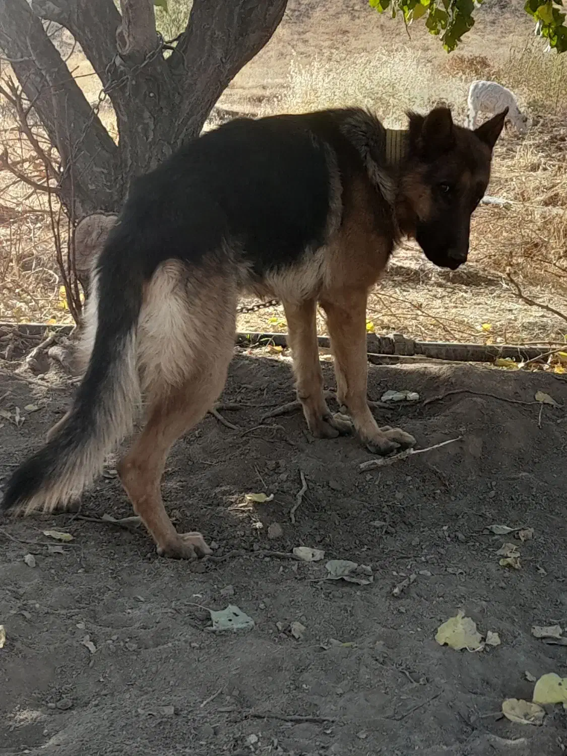 جهت معاوزه|سگ|کرمانشاه, |دیوار