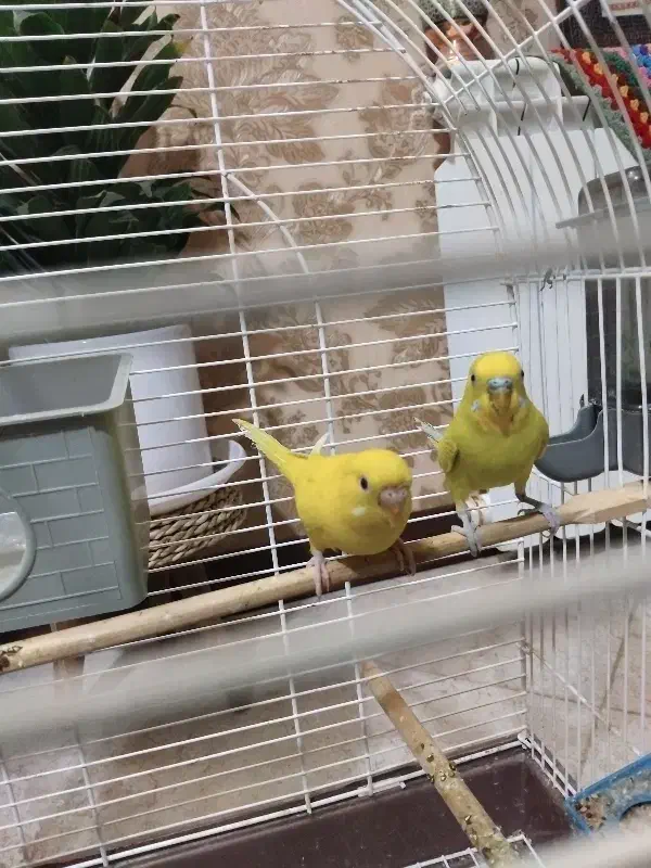 یک جفت فنچ ومرغ عشق|پرنده|کرمان, |دیوار