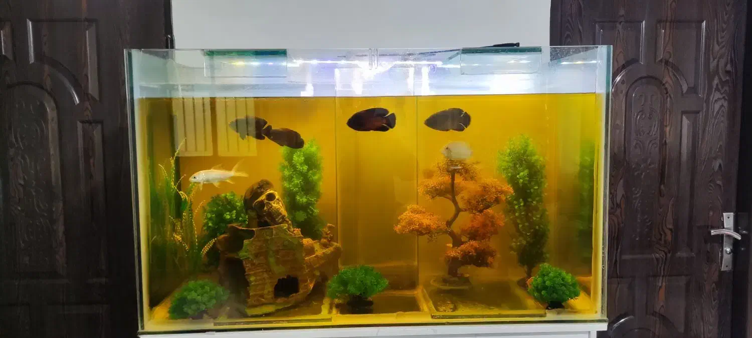 آکواریوم بزرگ مخصوص خاص پسندا|ماهی|ارومیه, |دیوار