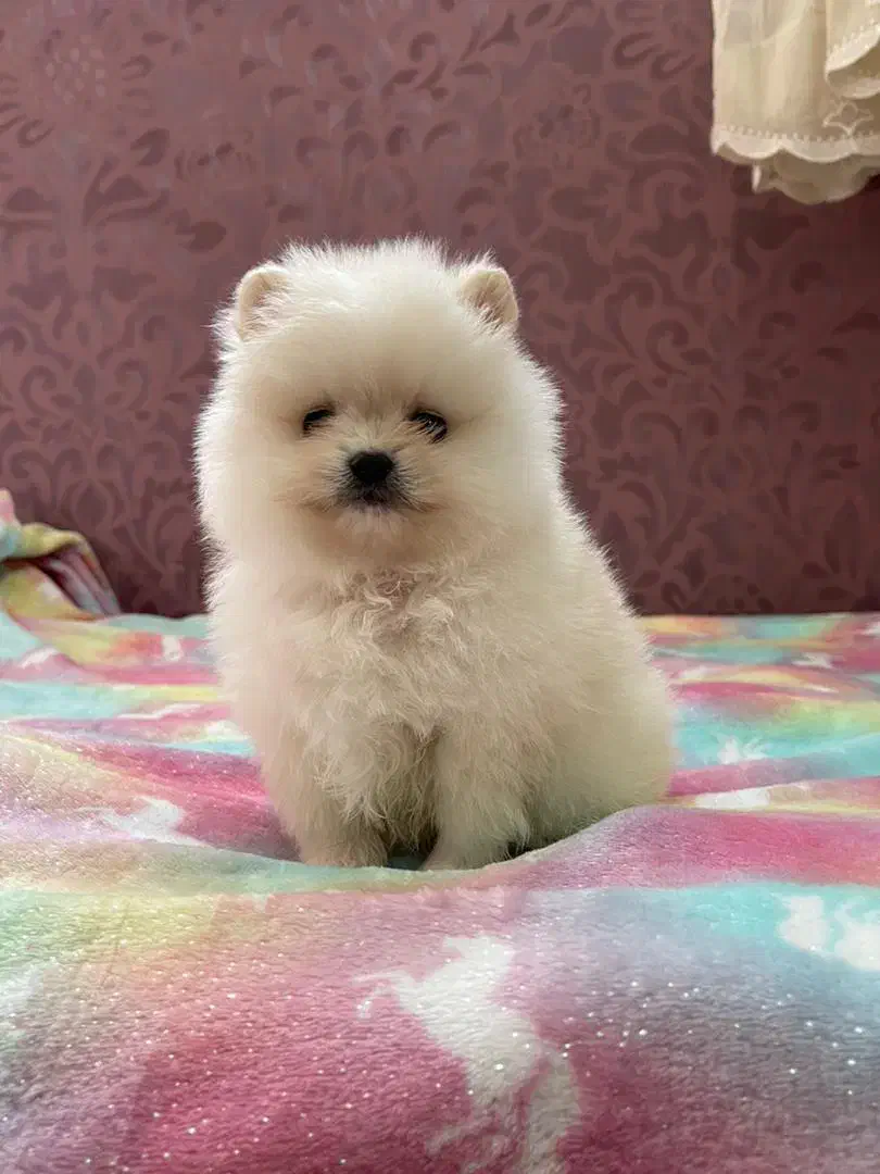 پامرانین عروسکی فقط ۱۲|سگ|کرج, گوهردشت|دیوار