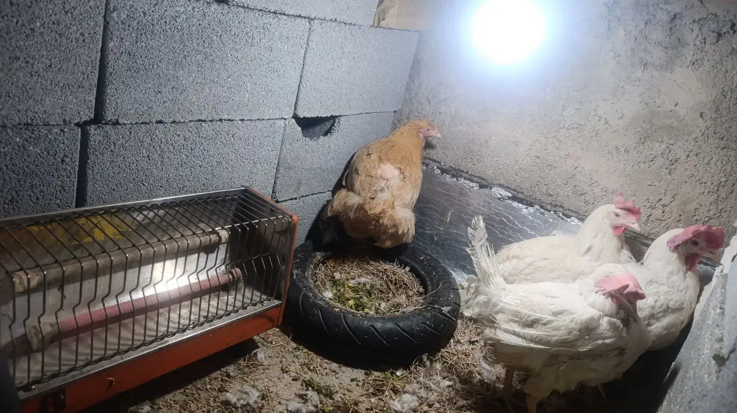 مرغ سفید|حیوانات مزرعه|شیراز, کوشک میدان|دیوار