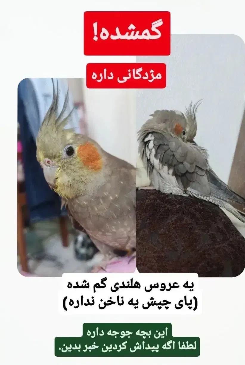 عروس هلندی گمشده|پرنده|تهران, اتابک|دیوار