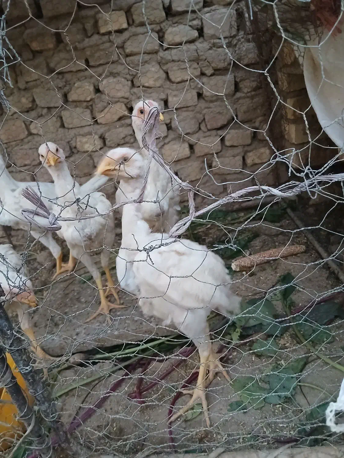 مرغ خروس  لاری اشامو ۵ماه|حیوانات مزرعه|یزدان شهر, |دیوار
