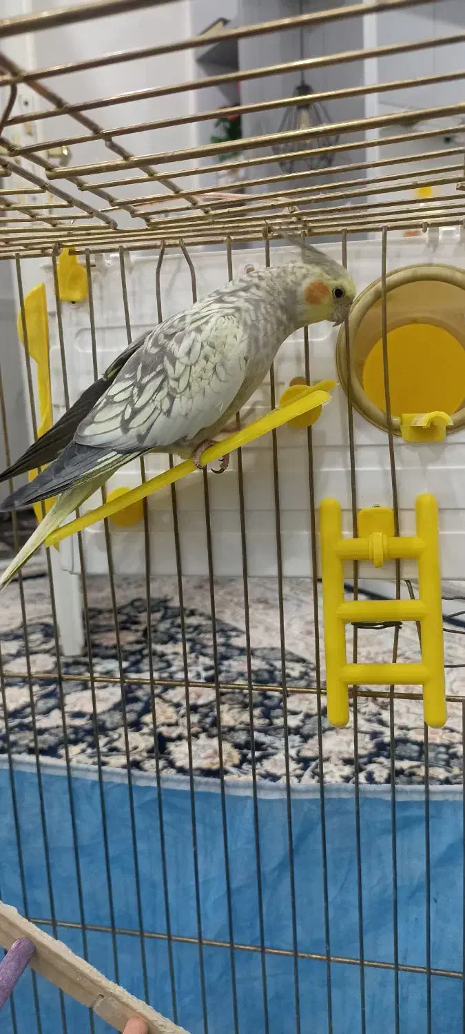 عروس هلندی|پرنده|مریوان, |دیوار