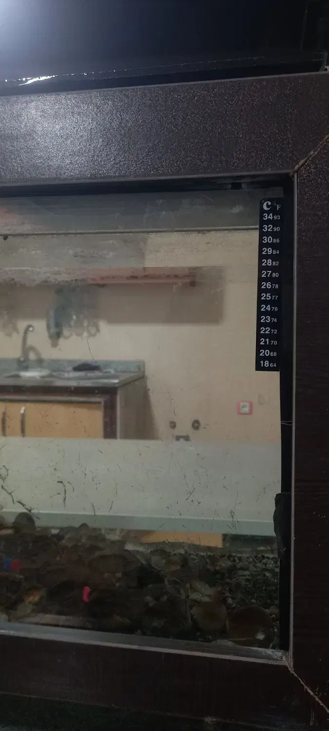 آکواریوم|ماهی|پره‌سر, |دیوار