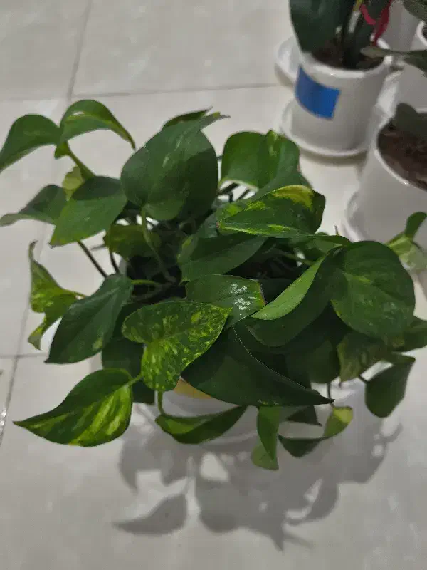 گل و گیاه آپارتمانی|گل و گیاه طبیعی|ری, هاشم‌آباد|دیوار