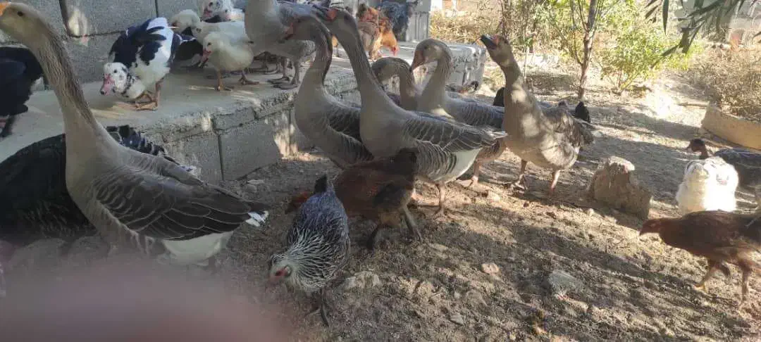 غاز مرغ اردک روسی بوقلمون|حیوانات مزرعه|چیتاب, |دیوار