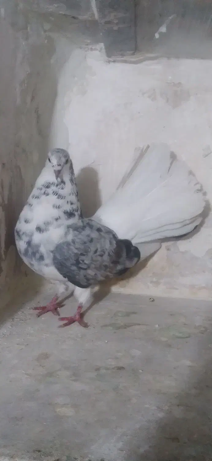 پشتار چتری|پرنده|تبریز, |دیوار