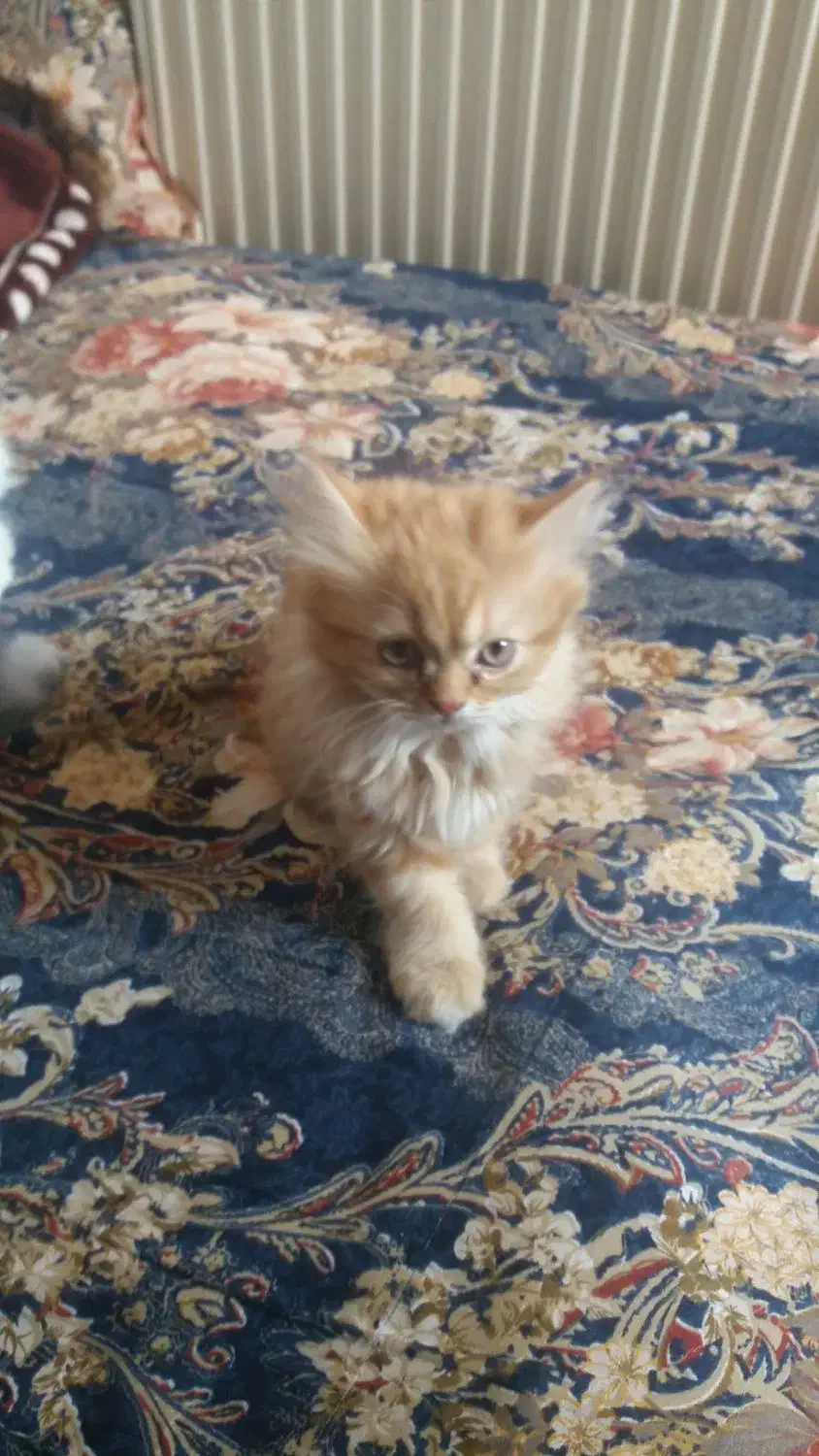 * گربه ماده *|گربه|سهند, |دیوار