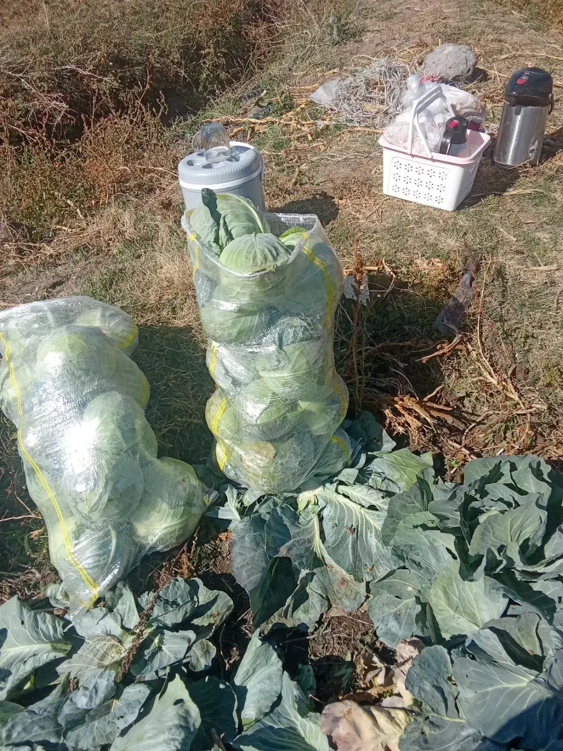 کلم سفید موقعیت سراب|خوردنی و آشامیدنی|دیواندره, |دیوار