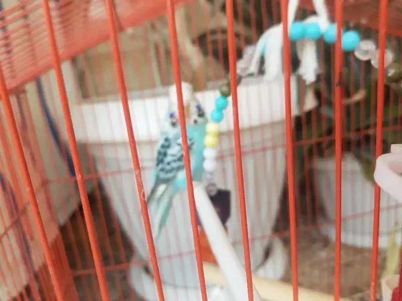 مرغ عشق انگلیسی گریدB|پرنده|کازرون, |دیوار