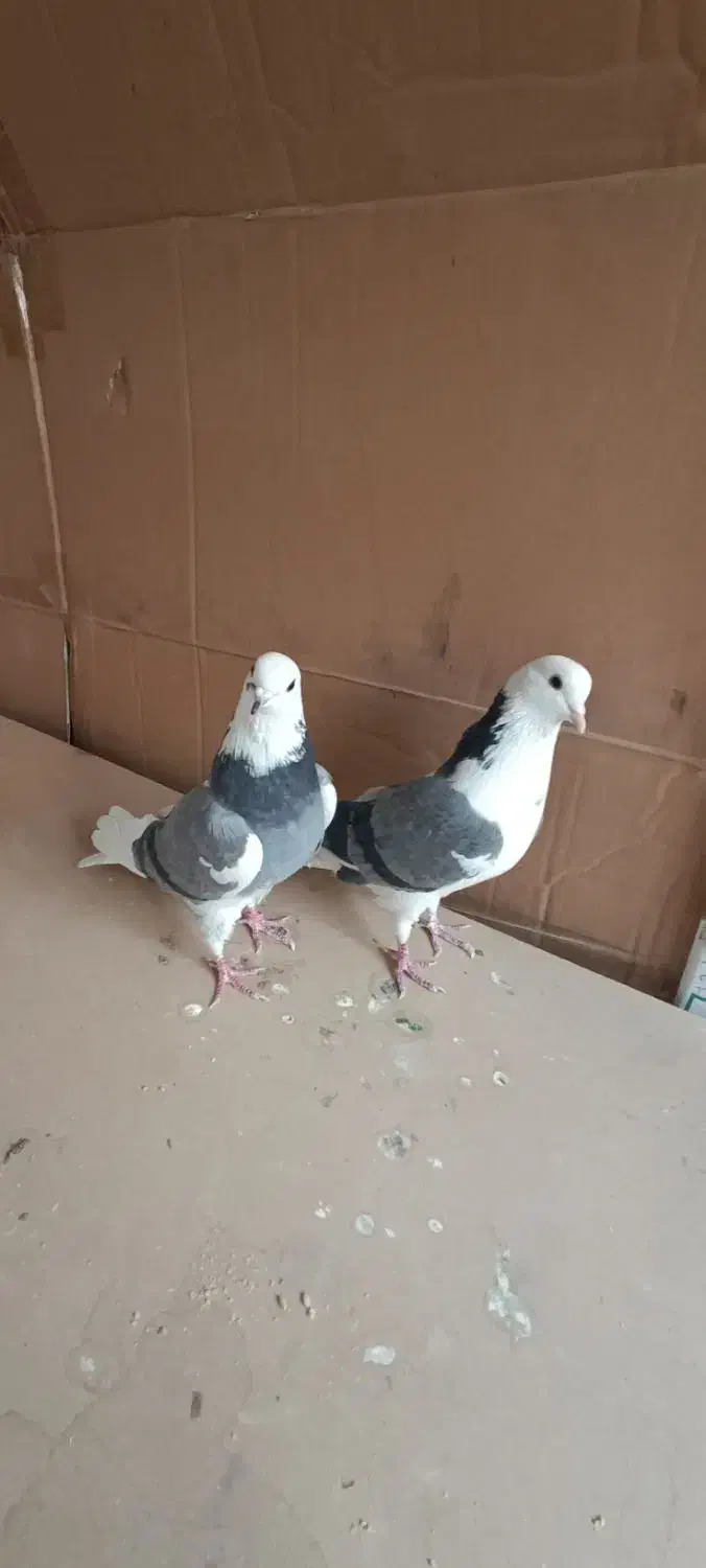 کبوتر پرشی زیبا|پرنده|تهران, ائمه اطهار|دیوار