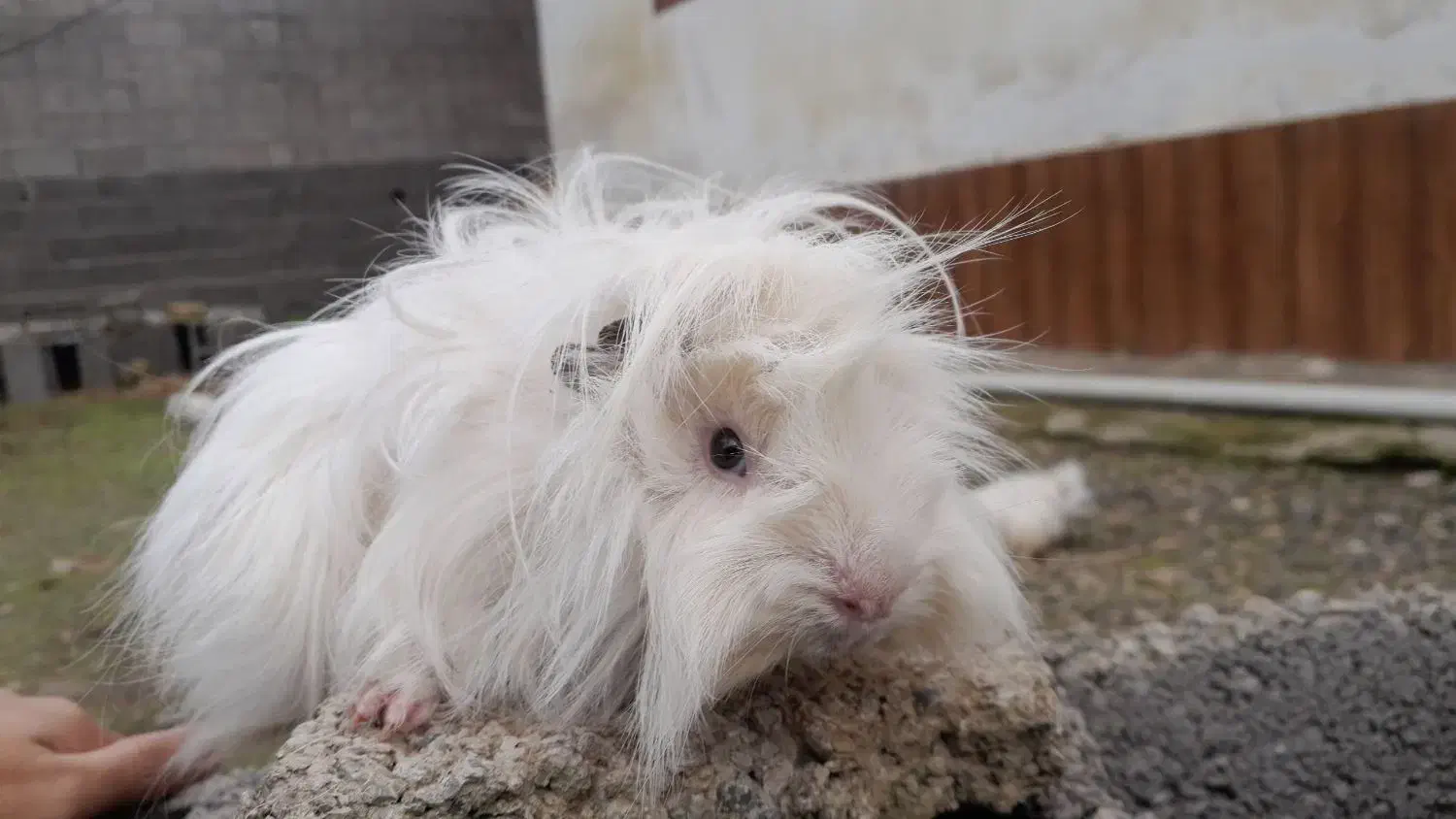 خوکچه هندی|موش و خرگوش|تولم شهر, |دیوار