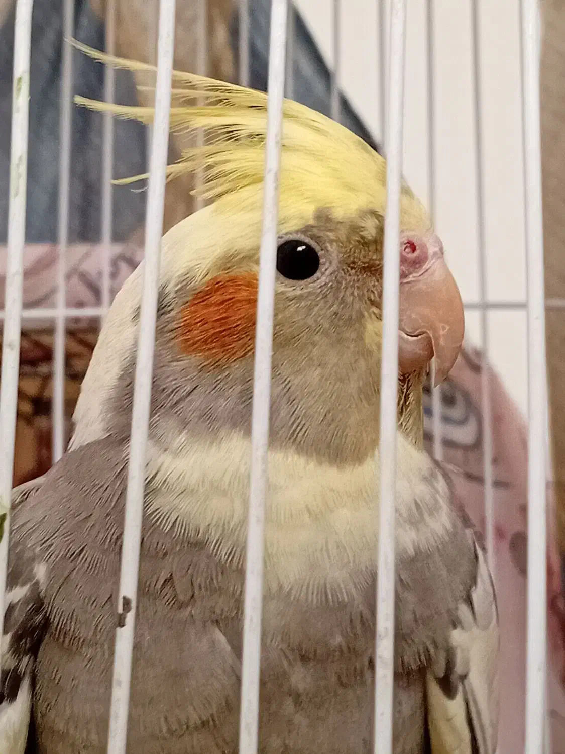 عروس هلندی|پرنده|فردیس, فرامرزیه|دیوار