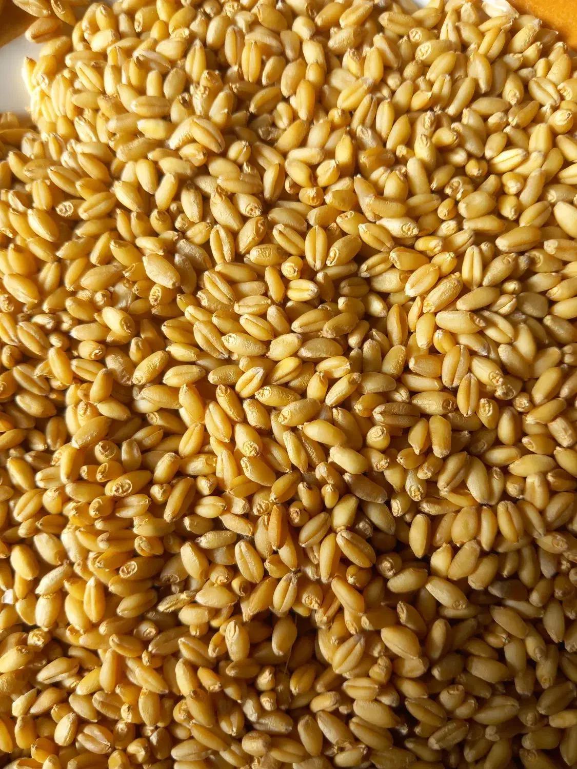 گندم رقم کوهدشت|عمده‌فروشی|آبش احمد, |دیوار