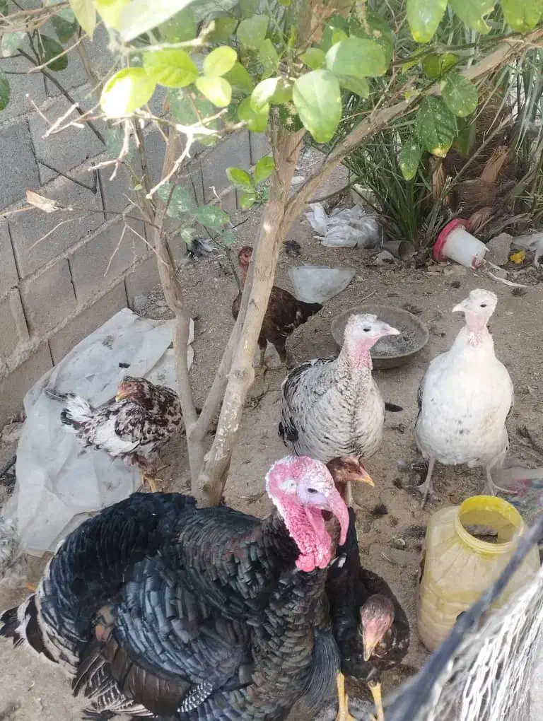 بوقلمون|حیوانات مزرعه|داراب, |دیوار