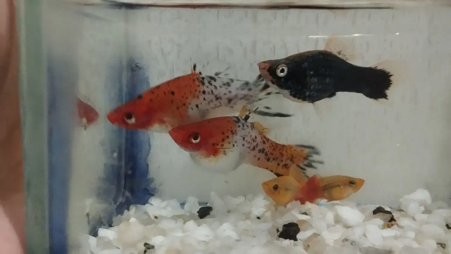 ماهی گیاه خوار|ماهی|ایذه, |دیوار