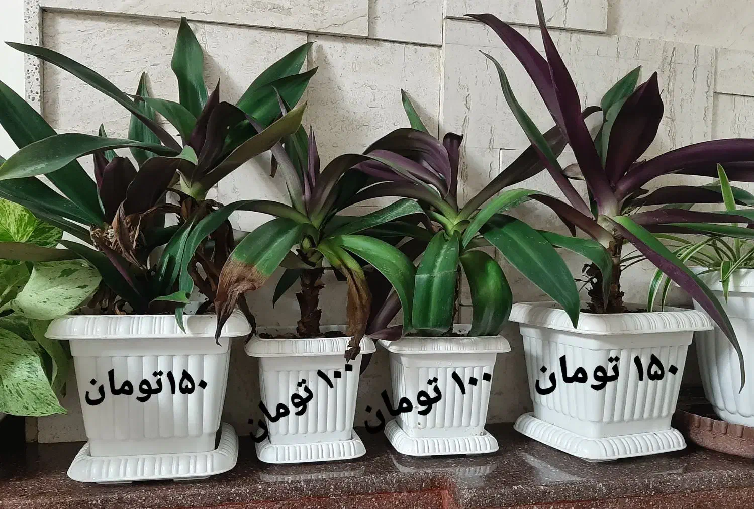 گل طبیعی|گل و گیاه طبیعی|شیراز, ترمینال باربری|دیوار