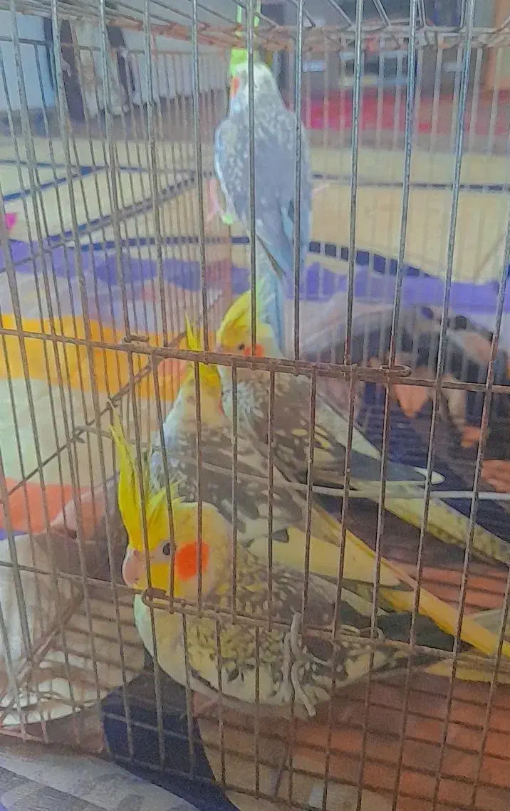 پرنده،عروس هلندی|پرنده|کوچصفهان, |دیوار