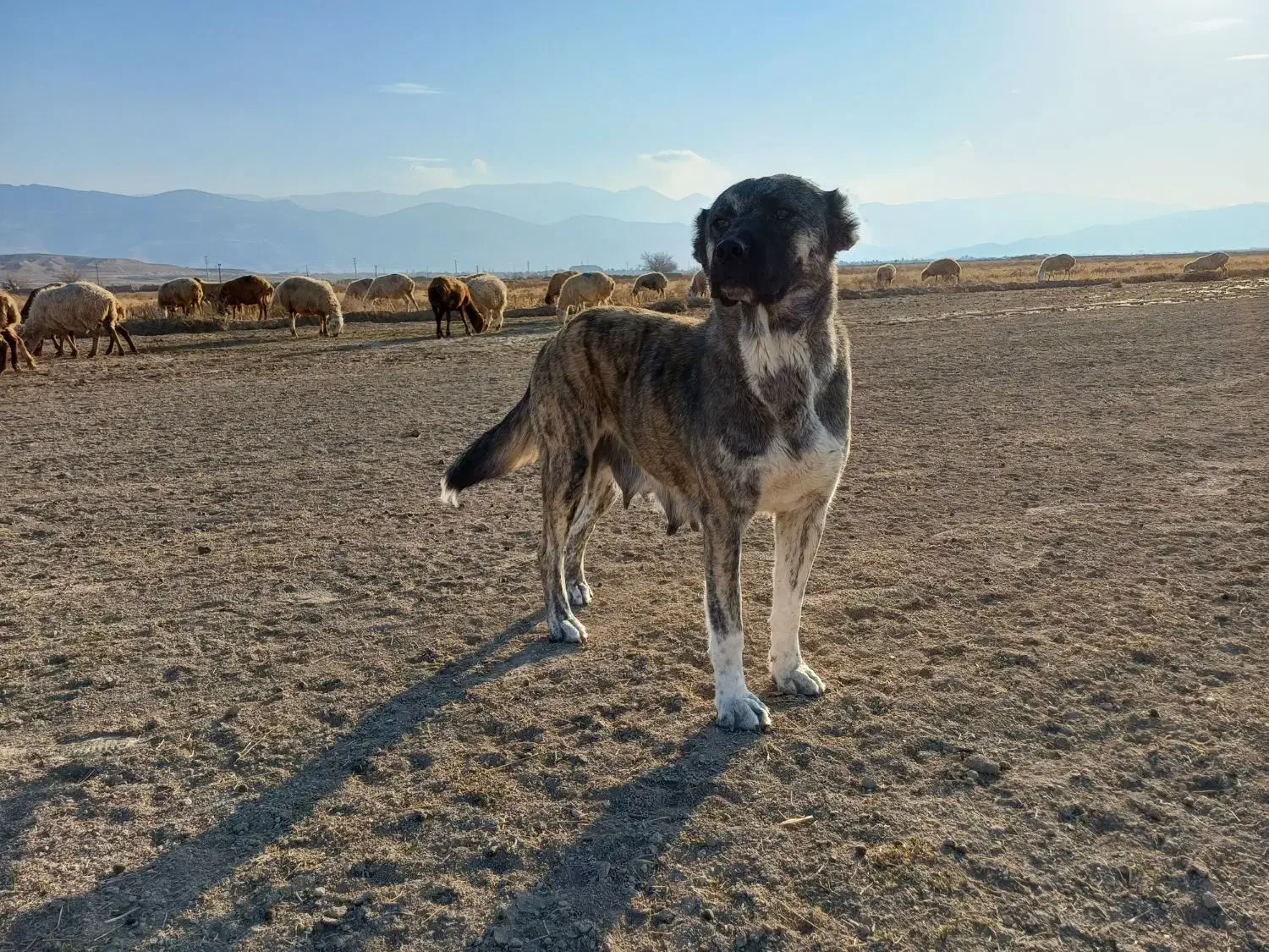 سگ ماده|سگ|آشخانه, |دیوار