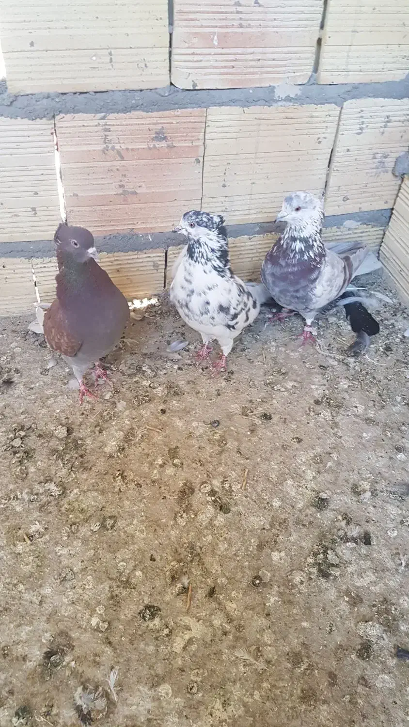 کبوتر|پرنده|تبریز, |دیوار