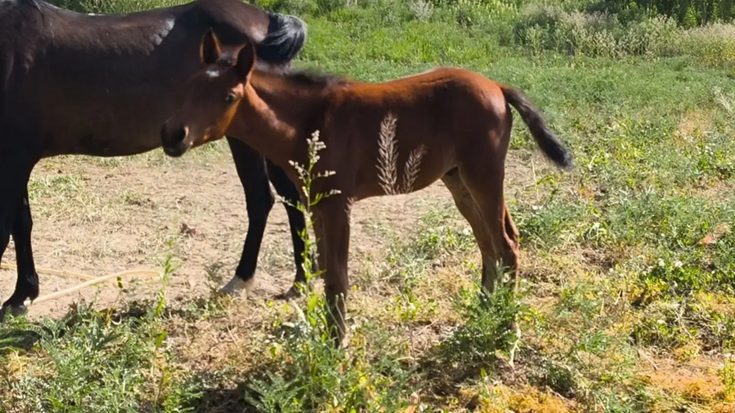 اسب کورد درجه یک|اسب و تجهیزات اسبسواری|بوکان, |دیوار
