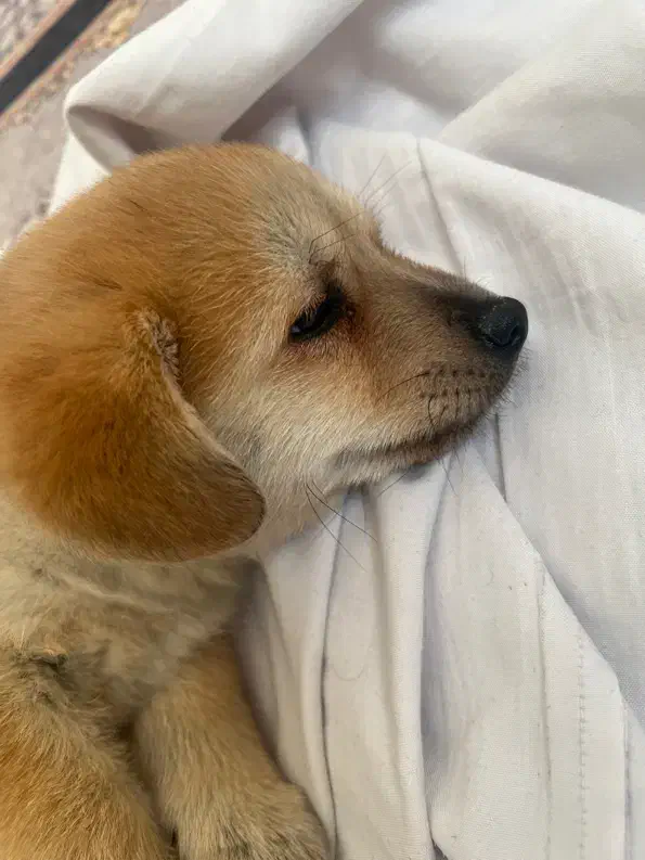 سگ پامر|سگ|اصفهان, سرچشمه|دیوار