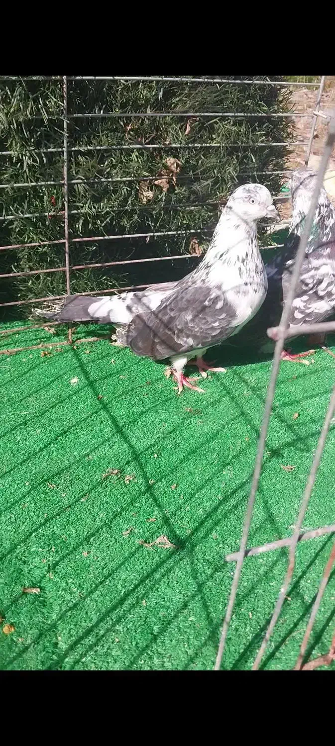 کبوتر تخمی|پرنده|رشت, پیرکلاچای|دیوار