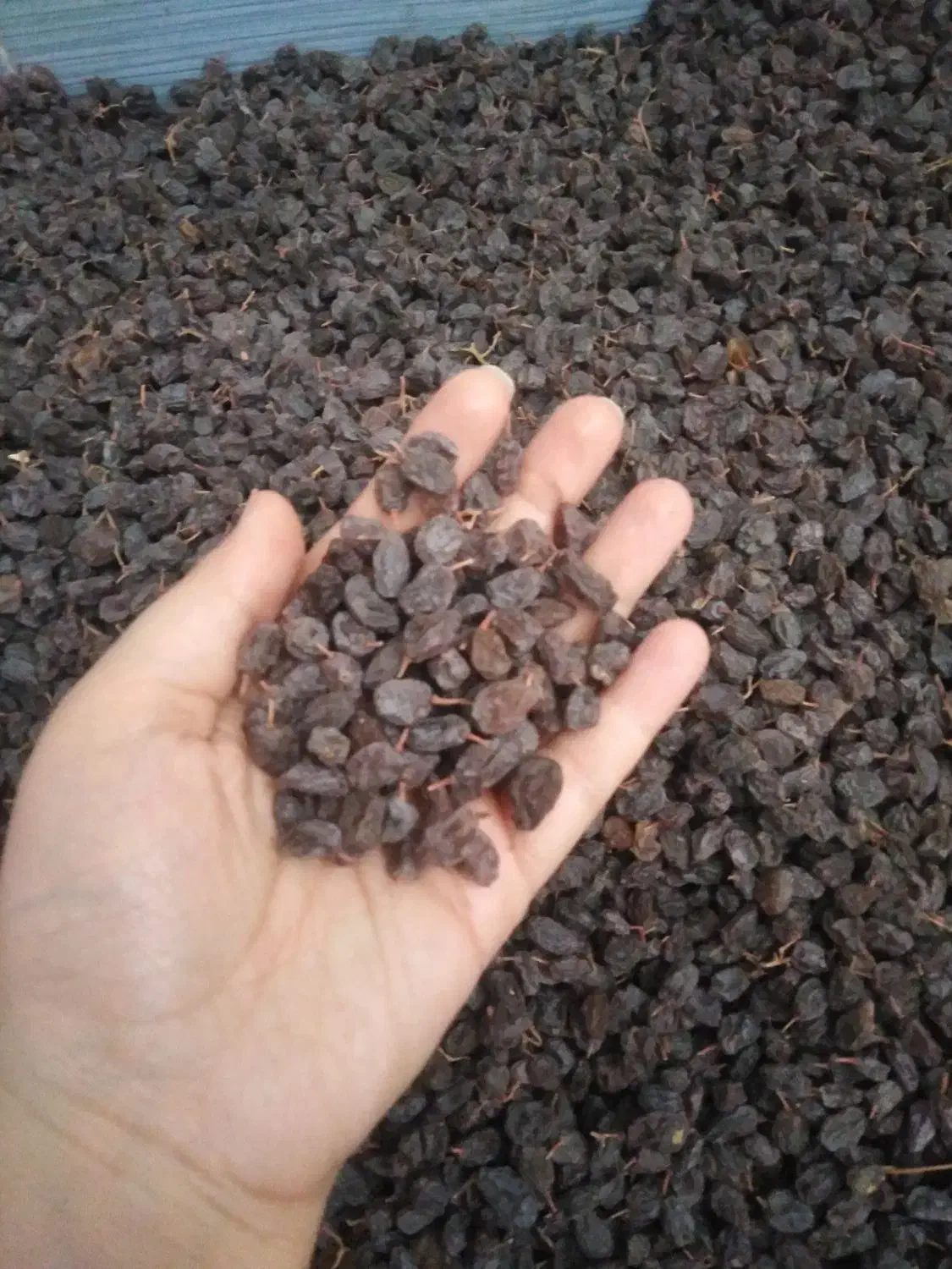 کشمش و دوشاب فوق‌العاده خوشمزه|خوردنی و آشامیدنی|مراغه, |دیوار