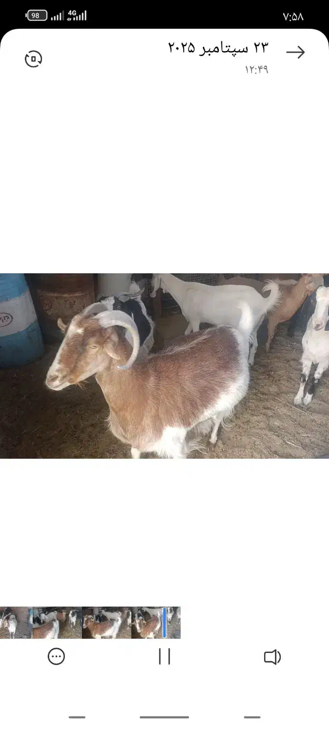 گوسفند فروشی|حیوانات مزرعه|گناباد, |دیوار