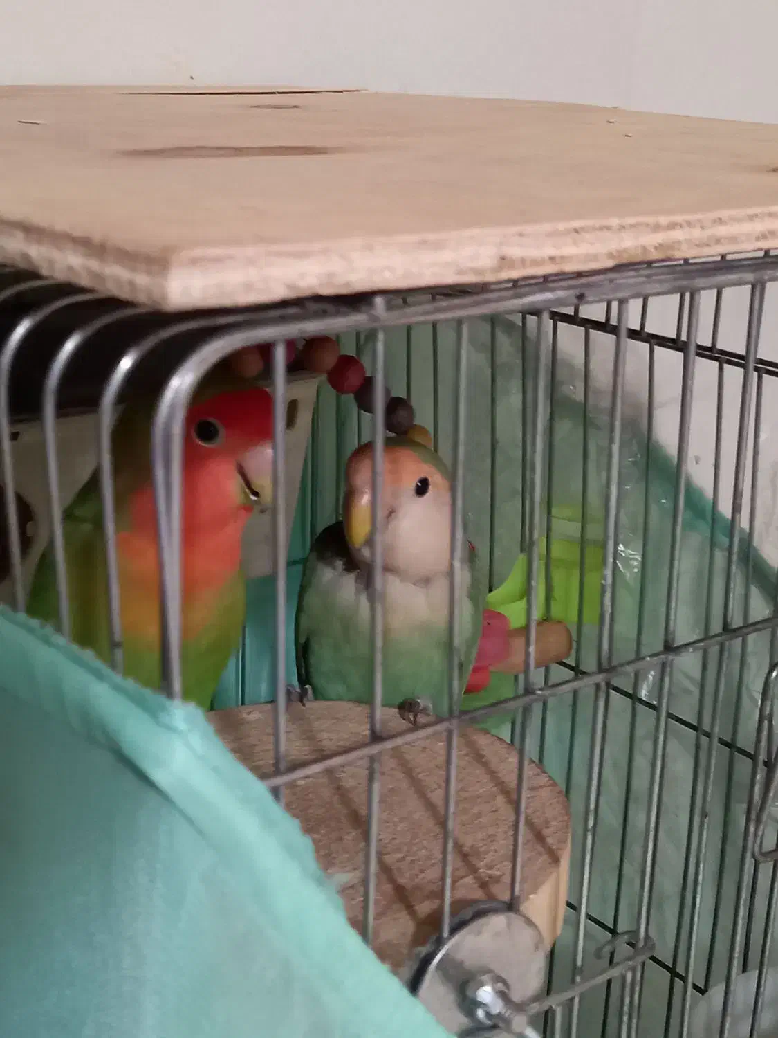 دو طوطی برزیلی|پرنده|فردیس, شهرک شهید حسینی|دیوار