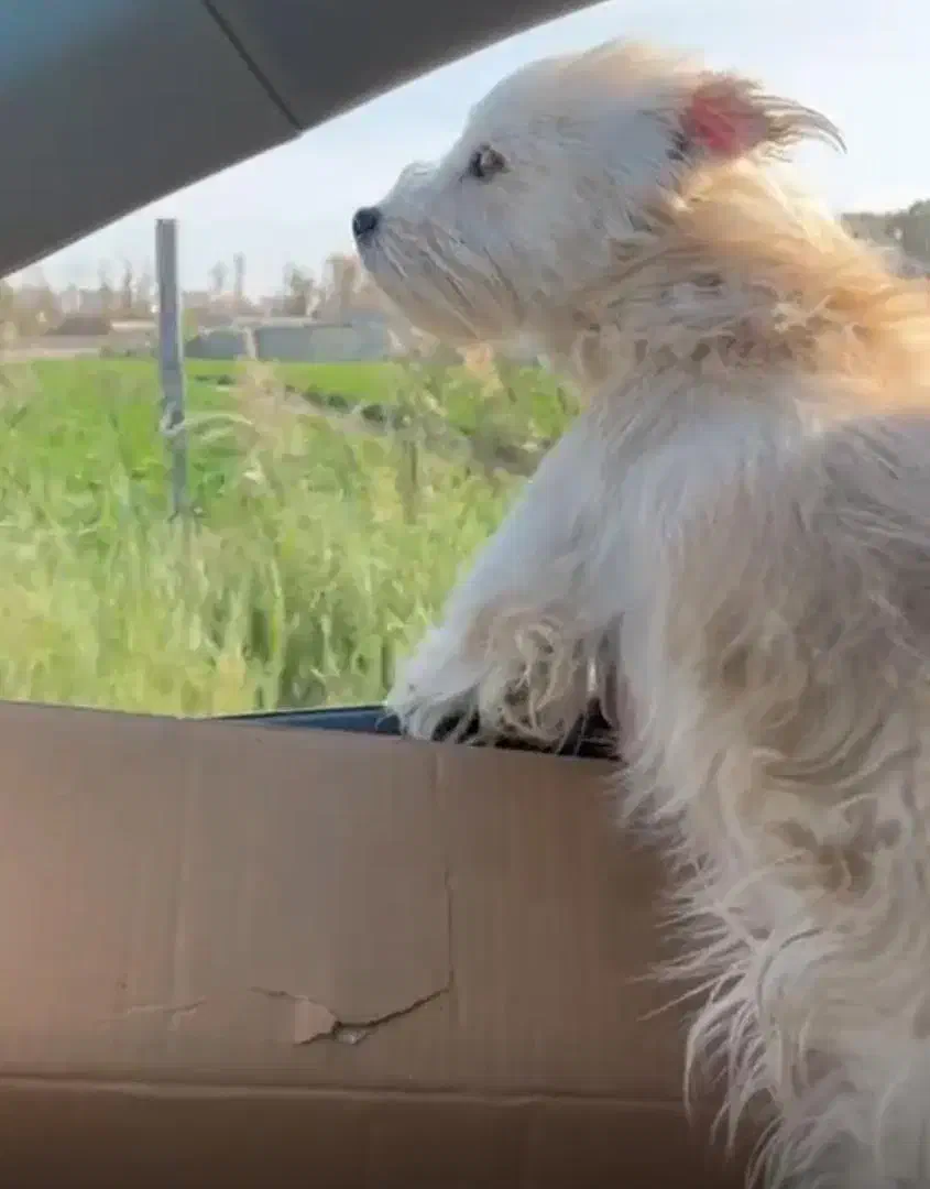 واگذاری سگ نژاد شیتزو تریر|سگ|محمدشهر, محمدشهر|دیوار