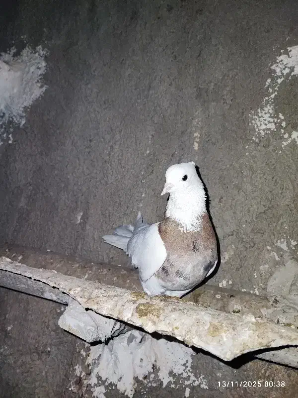 گمشده نشده طوقی ماده شکلاتی و هفت‌رنگ|حیوانات|رامهرمز, |دیوار