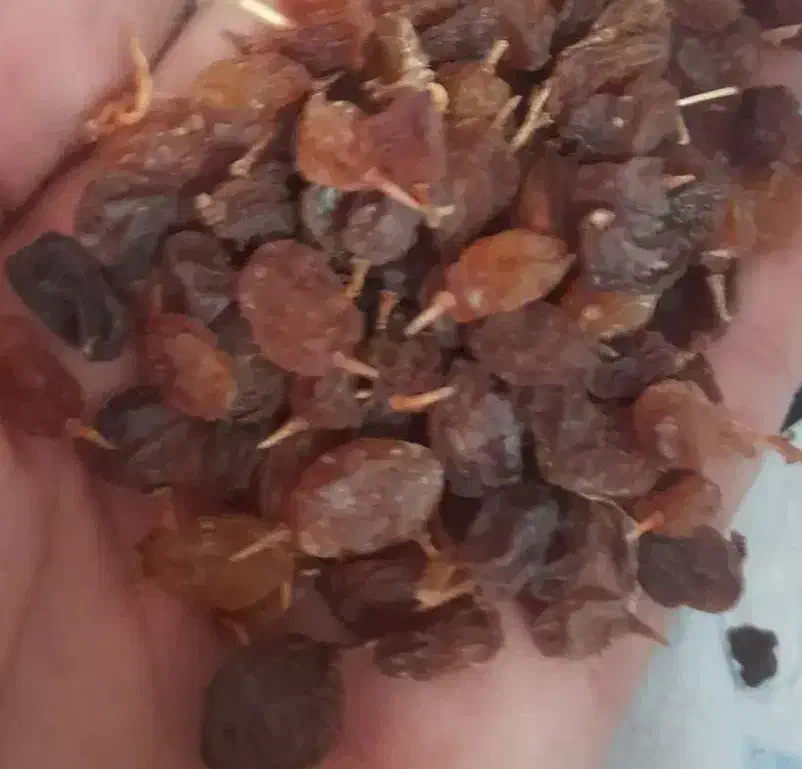 کشمش بش|خوردنی و آشامیدنی|شیراز, پشم شیشه|دیوار