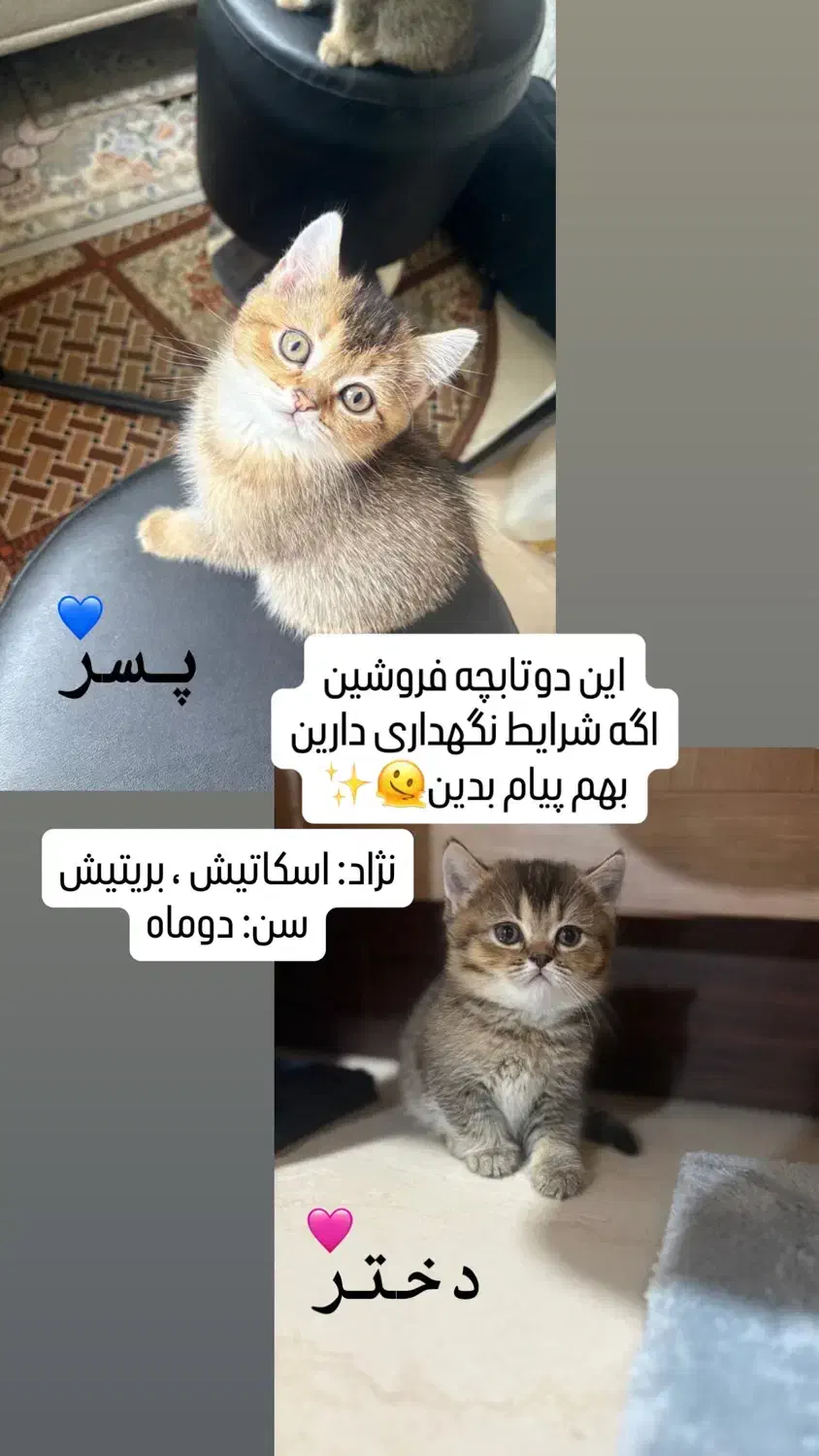 گربه|گربه|آبادان, |دیوار