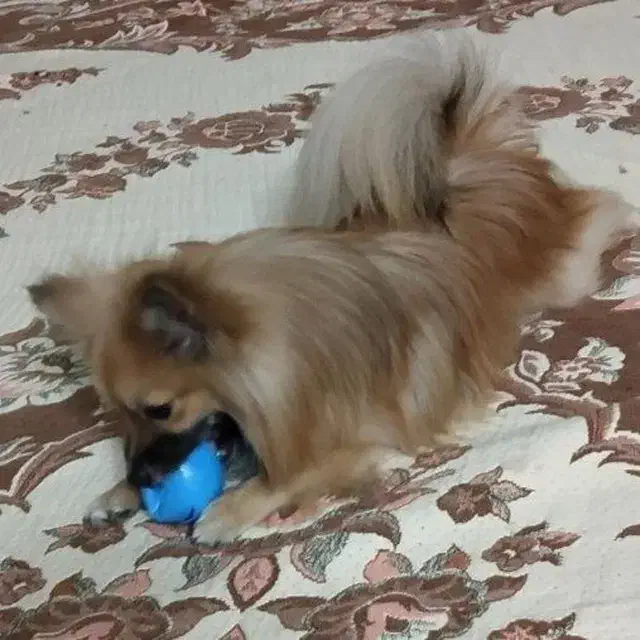 پامرین روباهی نر ماده|سگ|قم, پشت انبار نفت|دیوار