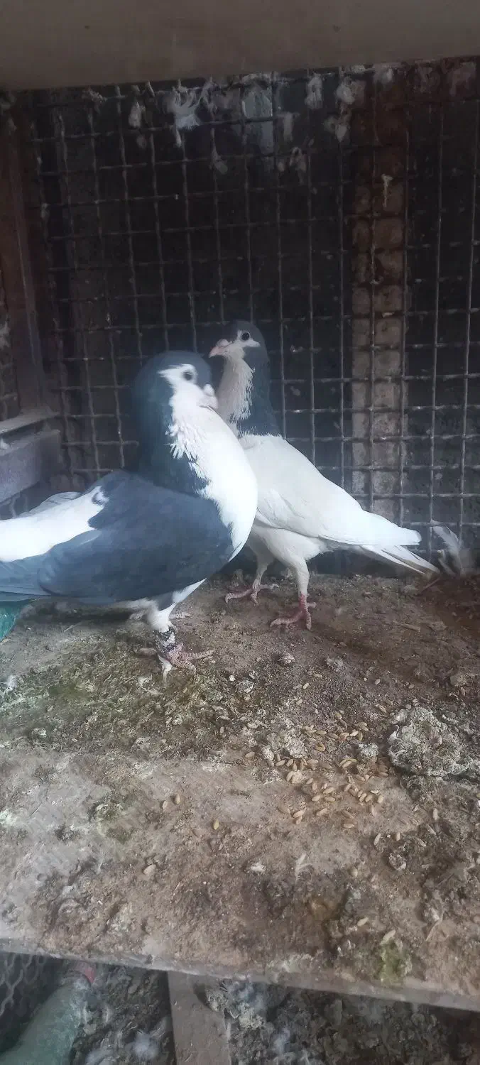 امری وخال|پرنده|فردوس (خراسان), |دیوار