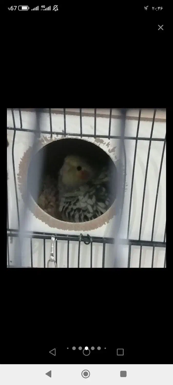 عروس هلندی جفت|پرنده|مشهد, تلگرد|دیوار