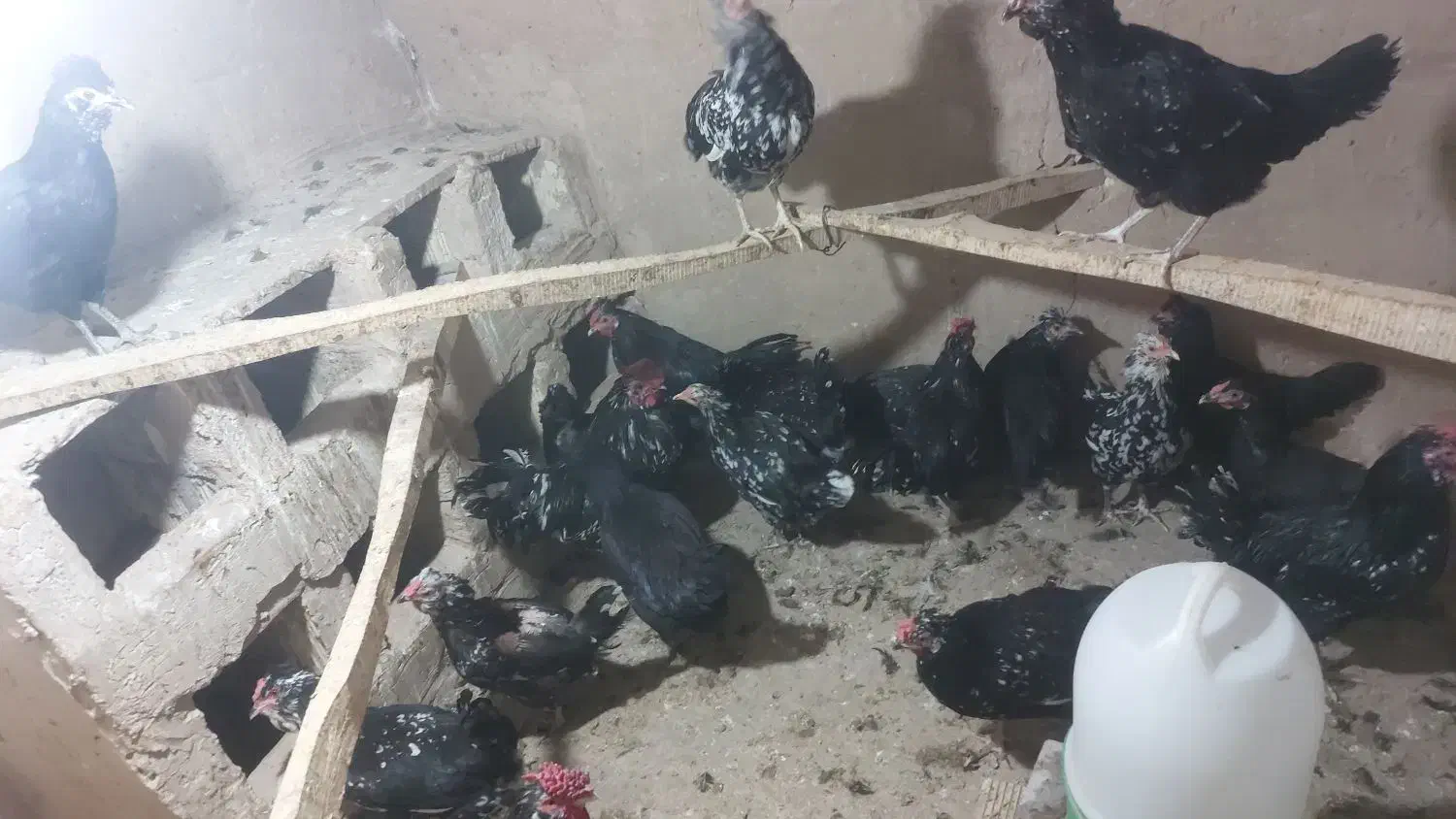 تخم مرغ وجوجه مرغ|حیوانات مزرعه|قم, بیانی|دیوار