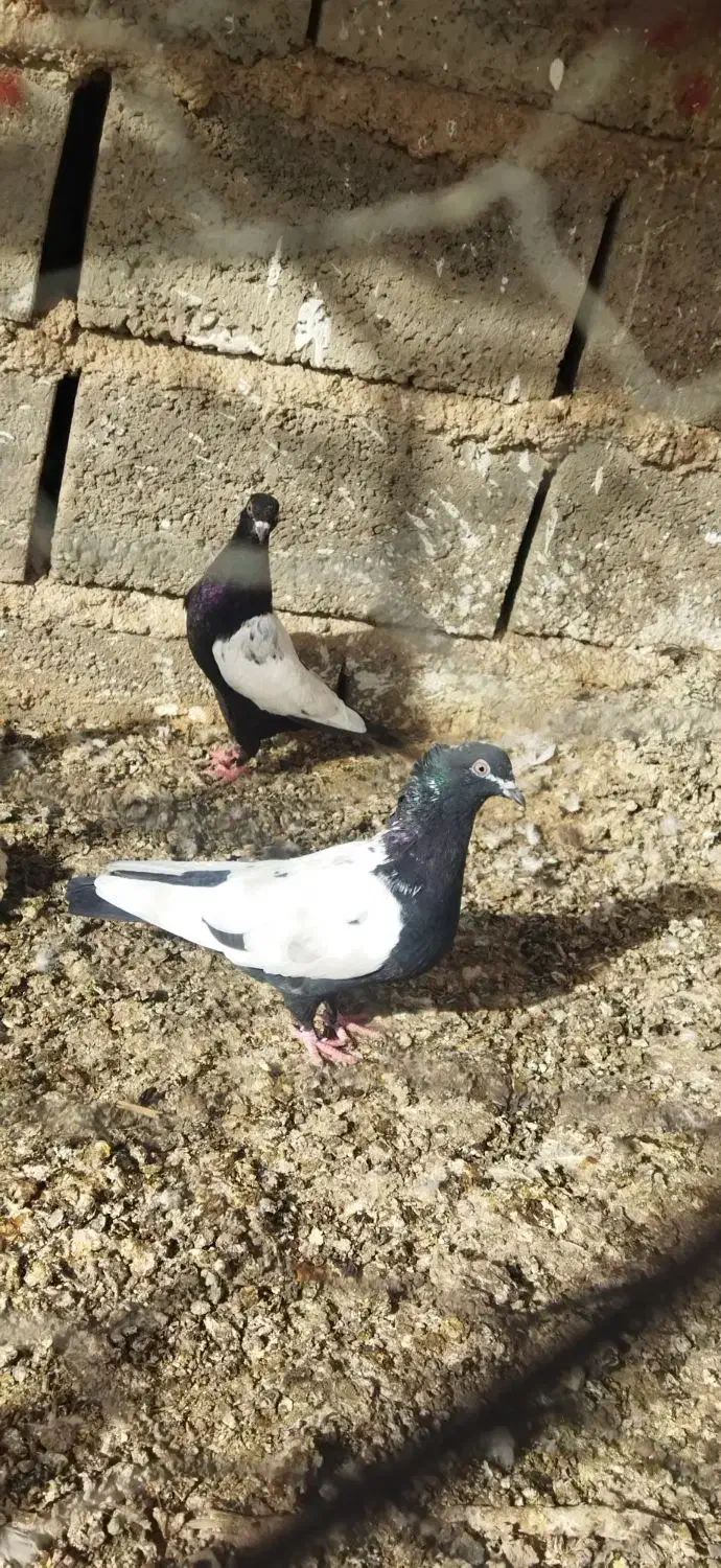 کفتر خوشگل|پرنده|زرند, |دیوار