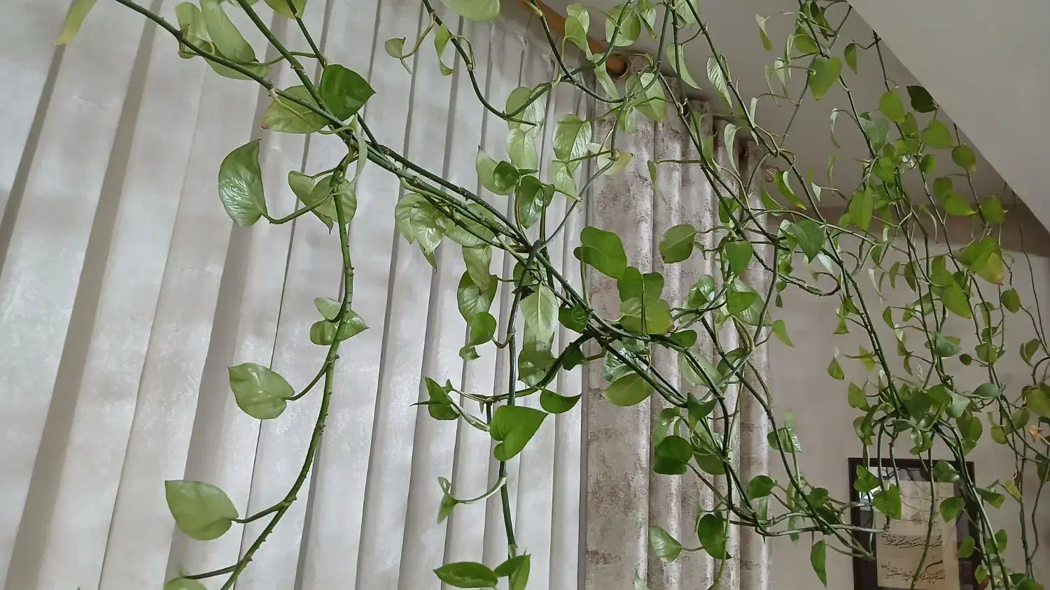 گل و گلدان پتوس|گل و گیاه طبیعی|قدس, شهرقدس|دیوار