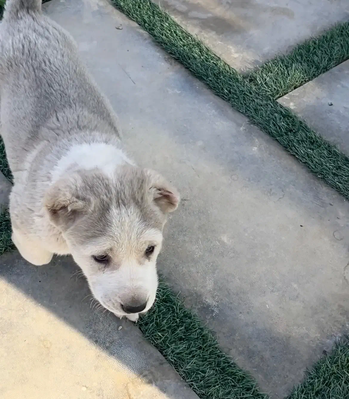 آلابای اصل|سگ|رودهن, |دیوار