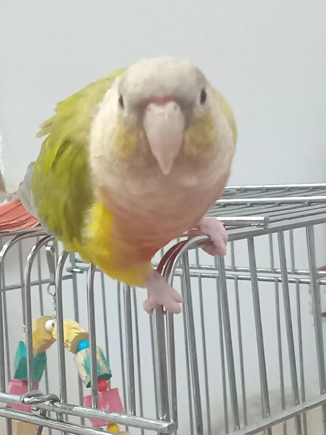 گیرینچیک کاملادستی ورام|پرنده|رشت, آب و برق|دیوار